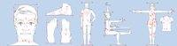 Anthropometry data